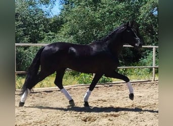 PRE Mix, Hengst, 4 Jahre, 166 cm, Rappe