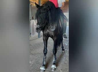 PRE Mix, Hengst, 4 Jahre, 166 cm, Rappe