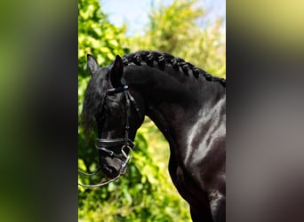PRE Mix, Hengst, 4 Jahre, 166 cm, Rappe