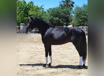 PRE Mix, Hengst, 4 Jahre, 166 cm, Rappe