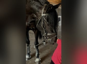 PRE Mix, Hengst, 4 Jahre, 166 cm, Rappe