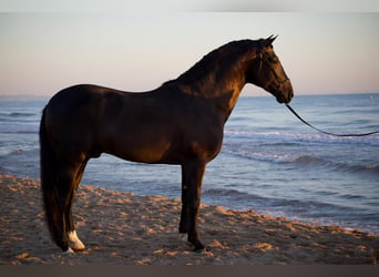 PRE, Hengst, 4 Jahre, 166 cm, Rappe