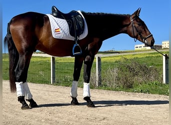 PRE Mix, Hengst, 4 Jahre, 166 cm, Rotbrauner