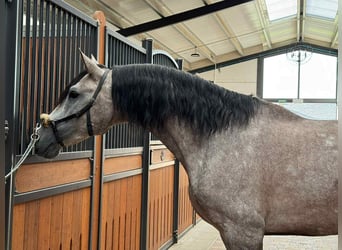 PRE Mix, Hengst, 4 Jahre, 166 cm, Schimmel