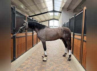 PRE Mix, Hengst, 4 Jahre, 166 cm, Schimmel
