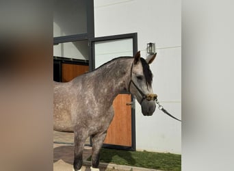 PRE Mix, Hengst, 4 Jahre, 166 cm, Schimmel