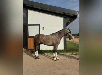 PRE Mix, Hengst, 4 Jahre, 166 cm, Schimmel