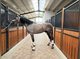 PRE Mix, Hengst, 4 Jahre, 166 cm, Schimmel