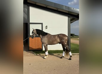 PRE Mix, Hengst, 4 Jahre, 166 cm, Schimmel