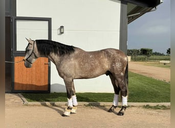 PRE Mix, Hengst, 4 Jahre, 166 cm, Schimmel