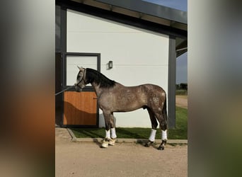 PRE Mix, Hengst, 4 Jahre, 166 cm, Schimmel
