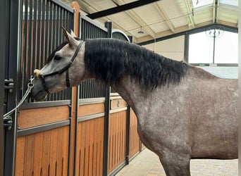 PRE Mix, Hengst, 4 Jahre, 166 cm, Schimmel