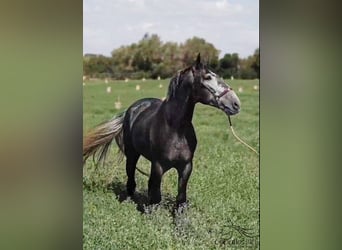 PRE Mix, Hengst, 4 Jahre, 166 cm, Schimmel