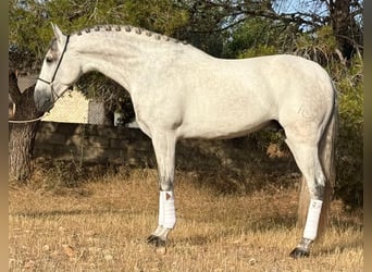 PRE Mix, Hengst, 4 Jahre, 167 cm, Apfelschimmel