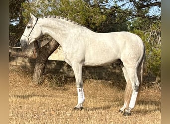 PRE Mix, Hengst, 4 Jahre, 167 cm, Apfelschimmel