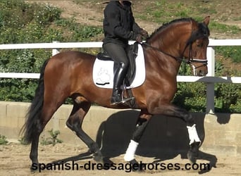 PRE Mix, Hengst, 4 Jahre, 167 cm, Brauner