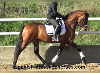 PRE Mix, Hengst, 4 Jahre, 167 cm, Brauner