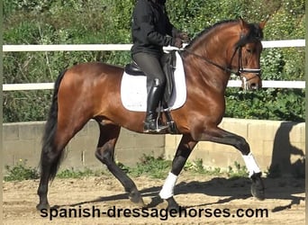 PRE Mix, Hengst, 4 Jahre, 167 cm, Brauner