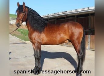 PRE Mix, Hengst, 4 Jahre, 167 cm, Brauner