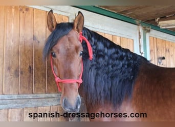 PRE Mix, Hengst, 4 Jahre, 167 cm, Brauner