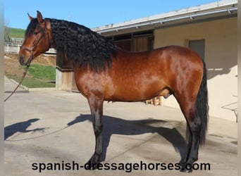 PRE Mix, Hengst, 4 Jahre, 167 cm, Brauner