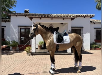 PRE, Hengst, 4 Jahre, 167 cm, Buckskin