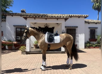 PRE, Hengst, 4 Jahre, 167 cm, Buckskin