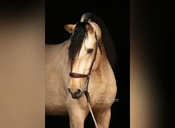 PRE, Hengst, 4 Jahre, 167 cm, Falbe