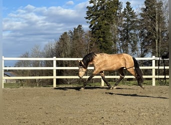 PRE Mix, Hengst, 4 Jahre, 167 cm, Falbe