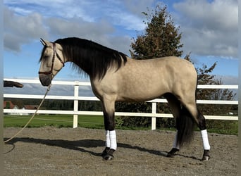 PRE, Hengst, 4 Jahre, 167 cm, Falbe