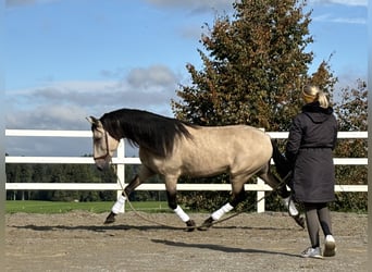 PRE, Hengst, 4 Jahre, 167 cm, Falbe