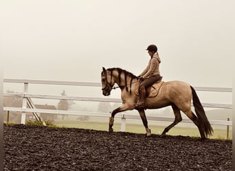 PRE, Hengst, 4 Jahre, 167 cm, Falbe