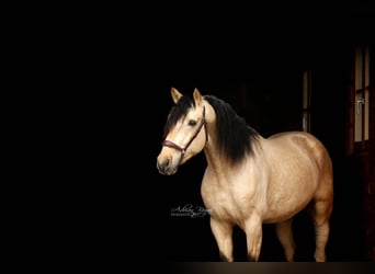 PRE, Hengst, 4 Jahre, 167 cm