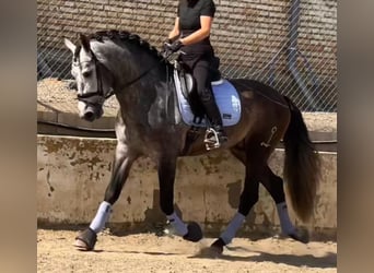 PRE Mix, Hengst, 4 Jahre, 167 cm, Rappschimmel