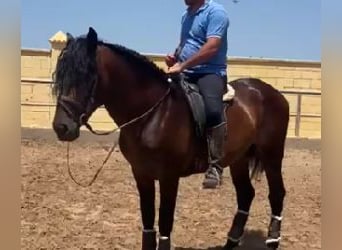 PRE Mix, Hengst, 4 Jahre, 167 cm, Rotbrauner