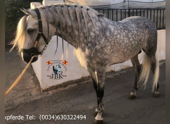 PRE Mix, Hengst, 4 Jahre, 167 cm, Schimmel