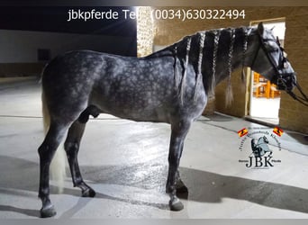 PRE Mix, Hengst, 4 Jahre, 167 cm, Schimmel