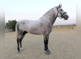 PRE Mix, Hengst, 4 Jahre, 167 cm, Schimmel