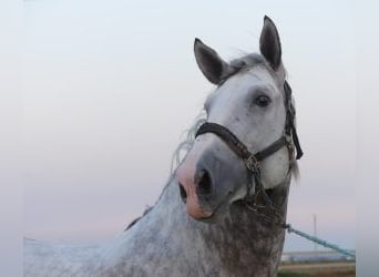 PRE Mix, Hengst, 4 Jahre, 167 cm, Schimmel
