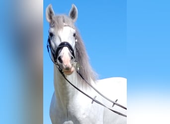 PRE, Hengst, 4 Jahre, 167 cm, Schimmel