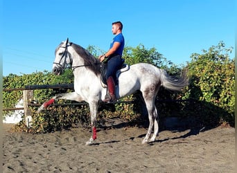 PRE, Hengst, 4 Jahre, 167 cm, Schimmel