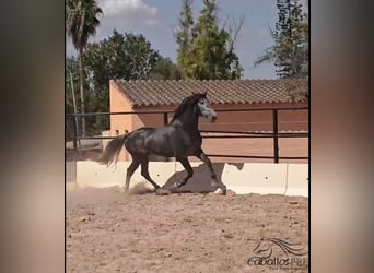 PRE Mix, Hengst, 4 Jahre, 167 cm, Schimmel