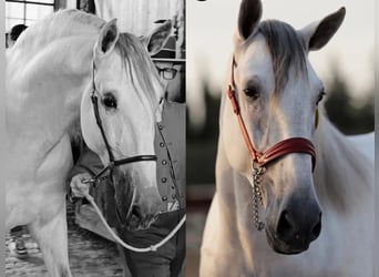 PRE Mix, Hengst, 4 Jahre, 167 cm, Schimmel