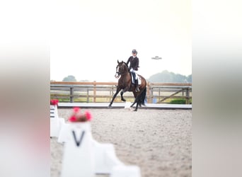 PRE, Hengst, 4 Jahre, 168 cm, Brauner