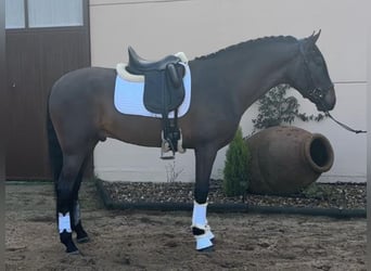 PRE Mix, Hengst, 4 Jahre, 168 cm, Brauner