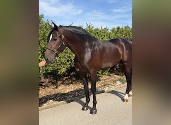 PRE, Hengst, 4 Jahre, 168 cm, Dunkelbrauner