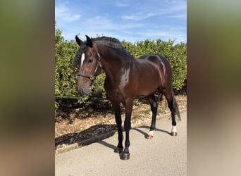 PRE, Hengst, 4 Jahre, 168 cm, Dunkelbrauner