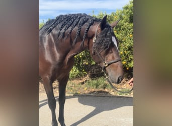 PRE, Hengst, 4 Jahre, 168 cm, Dunkelbrauner