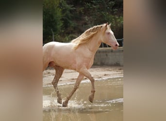 PRE Mix, Hengst, 4 Jahre, 168 cm, Perlino