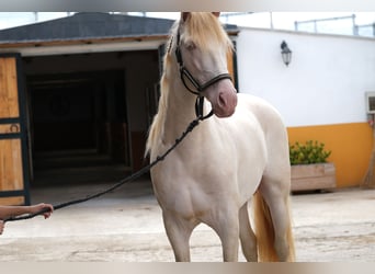 PRE Mix, Hengst, 4 Jahre, 168 cm, Perlino
